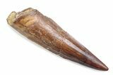 Fossil Spinosaurus Tooth - Real Dinosaur Tooth #370546-1